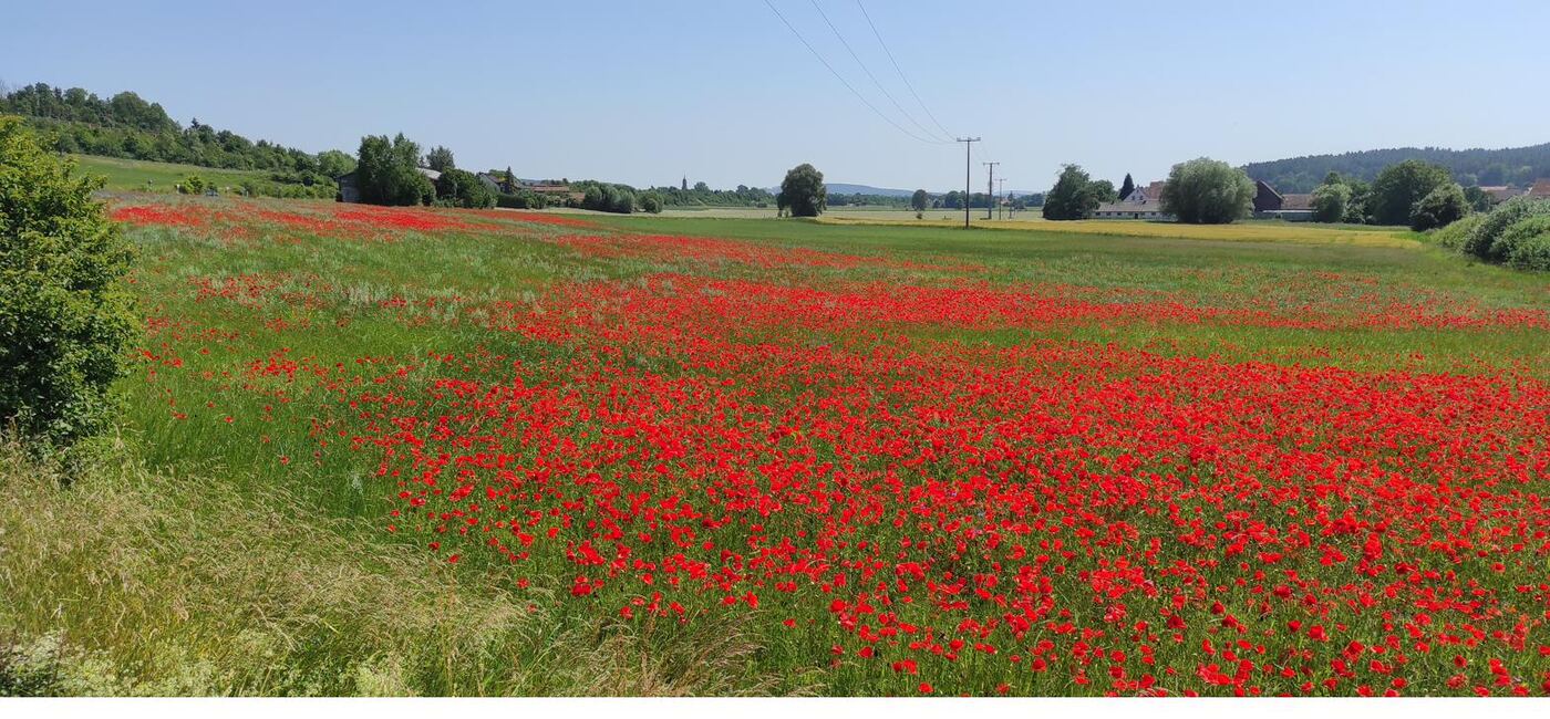 Blühendes Mohnblumenfeld am Wegesrand in Franken